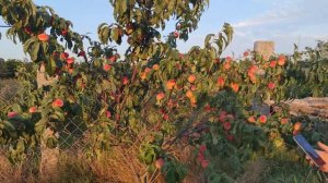 Персик Золотой Юбилей (крупномер)