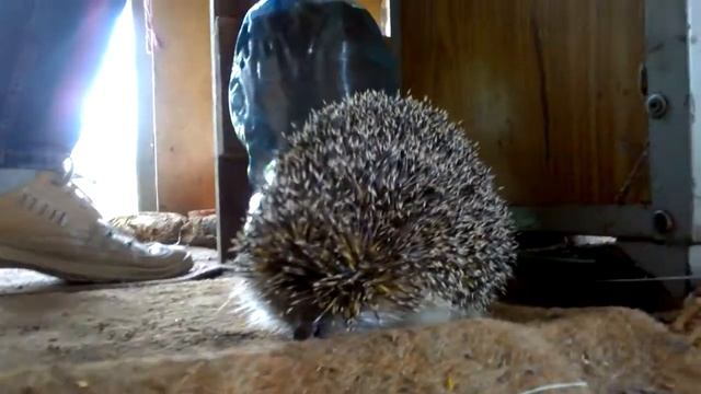 приход ёжика 2 часть костей больше нет.mp4 смотреть онлайн