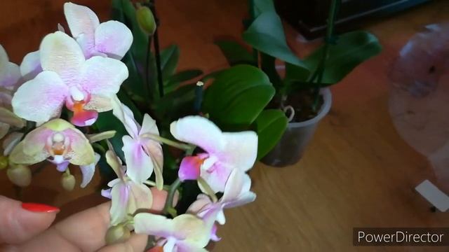 Орхидейные новинки от Татьяны Клюевой❤️ смотреть онлайн