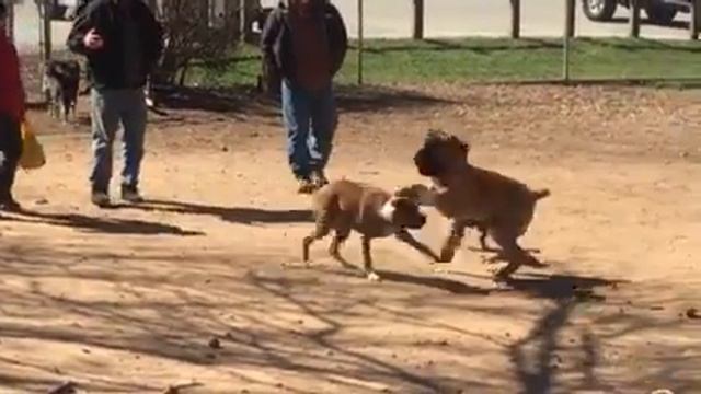 Boxer vs Bullmastiff смотреть онлайн