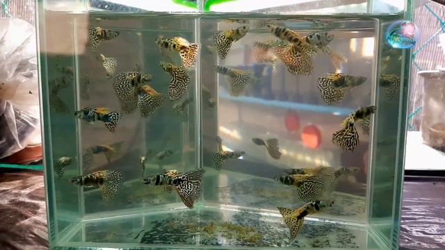 GUPPY FISH [Yellow Tiger KIng Cobra] смотреть онлайн