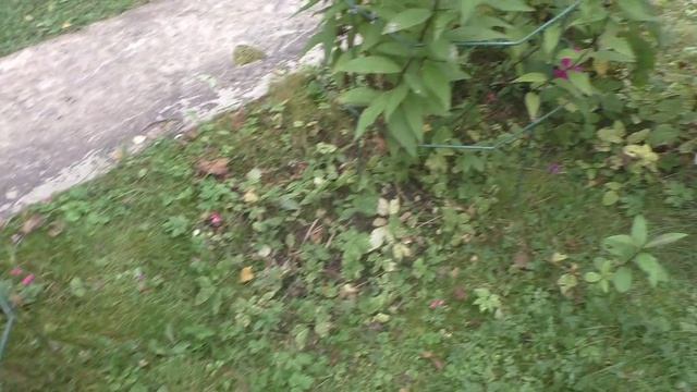 Цветник. Посадка в дернину. смотреть онлайн