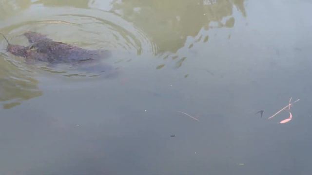 Ярденит место крещения Иисуса Христа смотреть онлайн