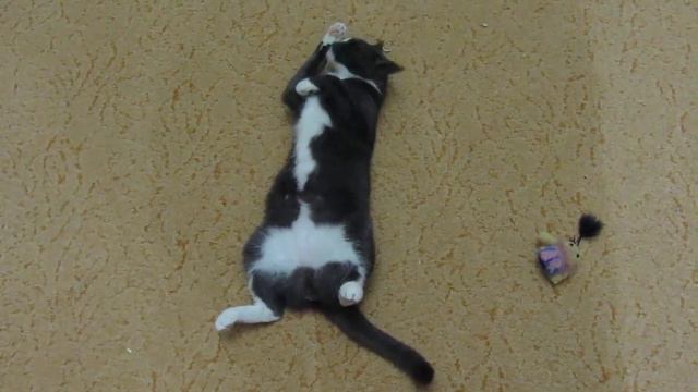 Котик Гусь умывается смотреть онлайн