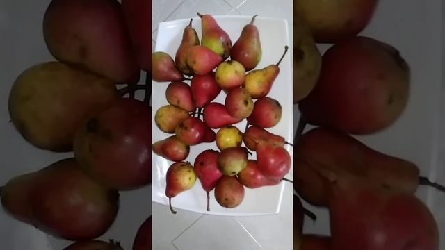 Груша -Нарядная Ефимова. смотреть онлайн