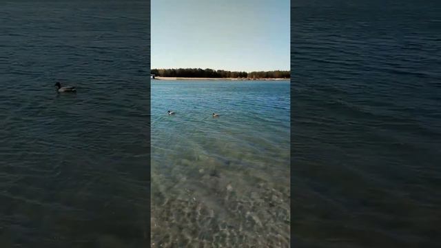 Беру интервью у уток. смотреть онлайн