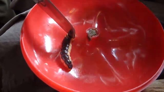 Очень жирная гусеница) смотреть онлайн