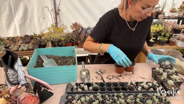 Con Puras Hojitas, 70 Plantas Más. Reproducción Graptoveria Lovely Rose