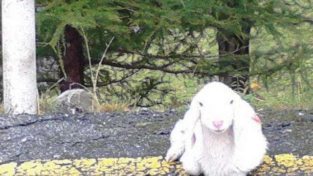 THE WILD IN ME - FELISIR & CARCANO - Rock Barock - GEMA-Werk.-Nr: 12493458-001 смотреть онлайн