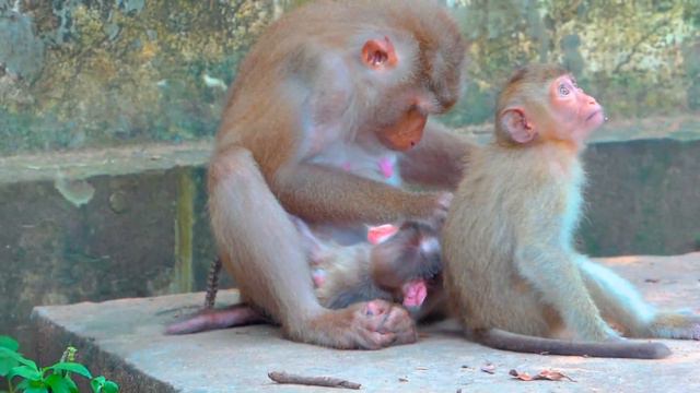 Update.! Libby's Newborn Baby Is Name Leo, Male Pigtail, Libby & Newborn Baby Leo Are Comfortable