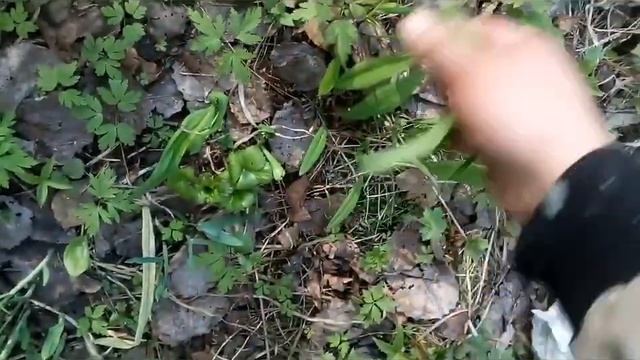 Сбор таёжной черемши , поздней весной. смотреть онлайн