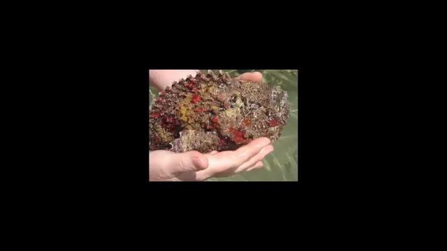 Музыка для яхт веселая