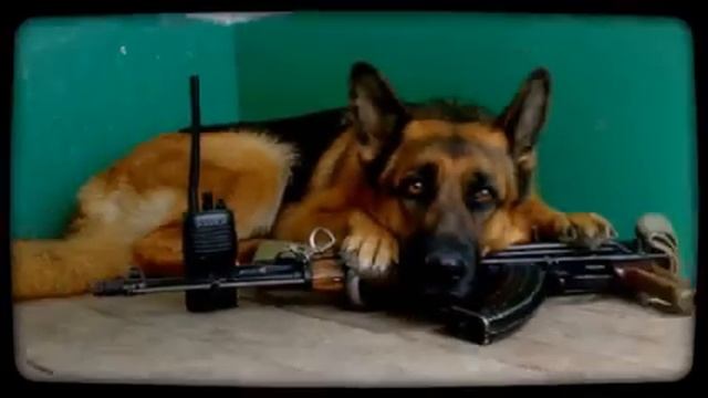 с праздником сотрудников охраны ик-14 помним всех (Created смотреть онлайн