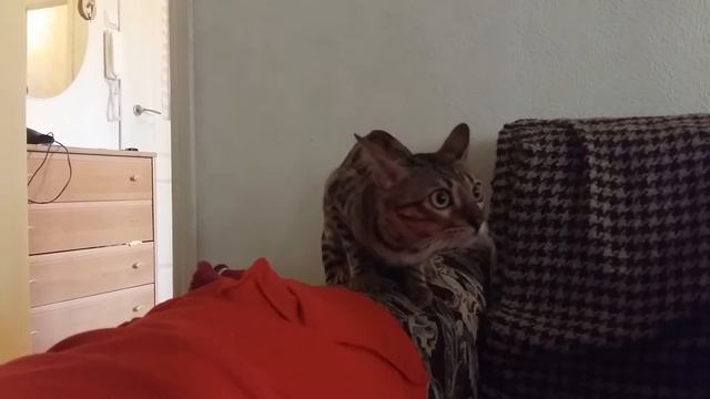 The cat first time heard the guitar playing /Кошка впервые услышала игру на гитаре смотреть онлайн