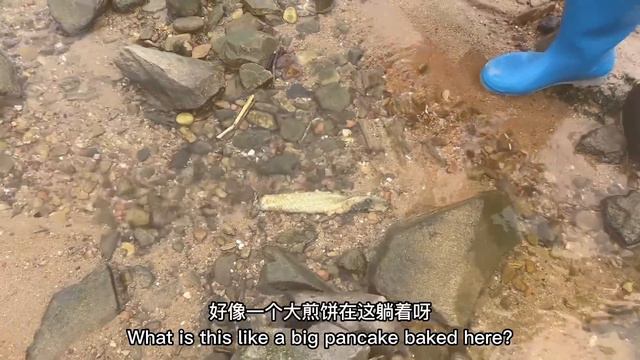 沙灘上出現舌頭如豬鼻的蟶子，牛牛頭一回撿到，回家嚐嚐什麼味道【牛牛趕海海鮮】 смотреть онлайн