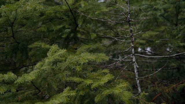 Nikon Z6 12bit Pro Res RAW footage смотреть онлайн