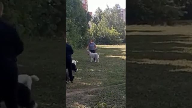 Групповые занятия по ОКД с кинологом (Зур Баши Царица 6 мес) выпускница питомника. смотреть онлайн