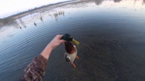 УДАЧНАЯ ОХОТА НА СЕЛЕЗНЯ ВЕСНОЙ С ПОДСАДНОЙ УТКОЙ!