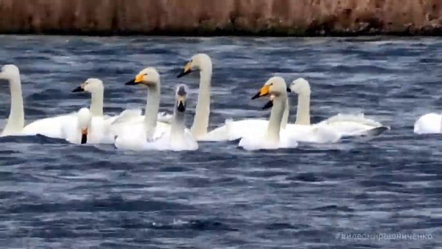 Лебеди-кликуны смотреть онлайн
