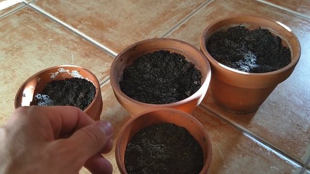 Growing Flying Dragon Orange From Seed - Cold Hardy Citrus - Poncirus Trifoliata смотреть онлайн