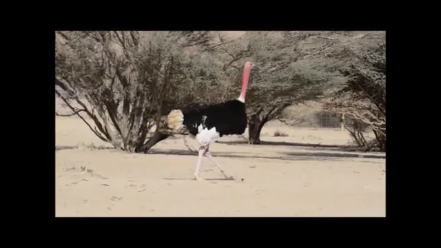Virtual Creation Zoo - The Ostrich: Fastest Running Bird in the World смотреть онлайн