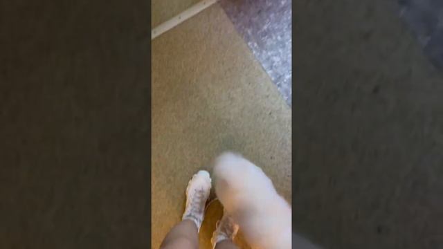 Мини шпиц смотреть онлайн