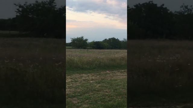 Велосипед. Подсолнухи.Лето. 20.07.2020 смотреть онлайн