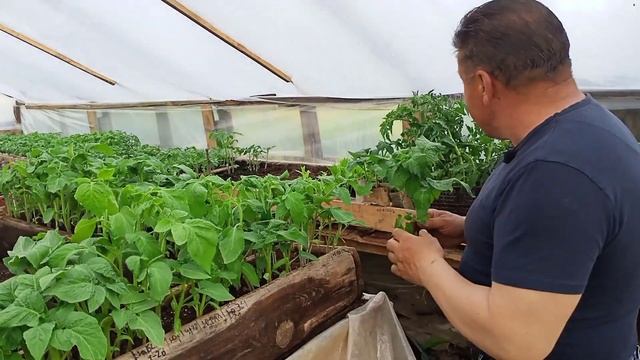 Как вырастить красивую рассаду от Романова Геннадия +375299975581 смотреть онлайн