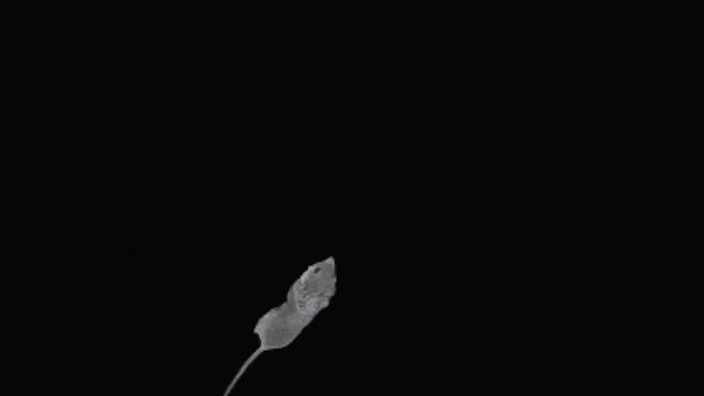 Catching a lot of GRAY MICE on screen ★ games for cat смотреть онлайн