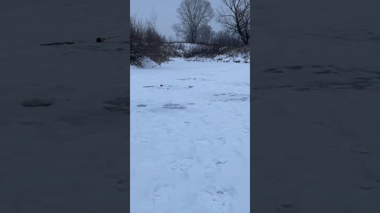 Чем закармливать ротана #ротан #первыйлёд #рыбалкакстово смотреть онлайн