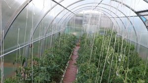 Сколько грядок делать в теплице  шириной 3  м.