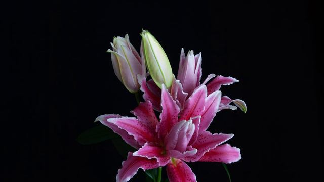 Showing the inner-beauty of flowers - Roselily "Thalita" смотреть онлайн