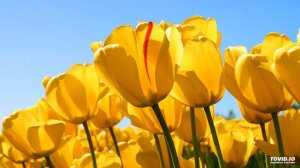 Новинка 2020 . Ева джанаева - везавели хьо са дагна . Чеченские песни 2020