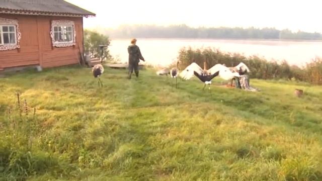 Японские журавли центр реинтродукции Хинганский заповедник смотреть онлайн