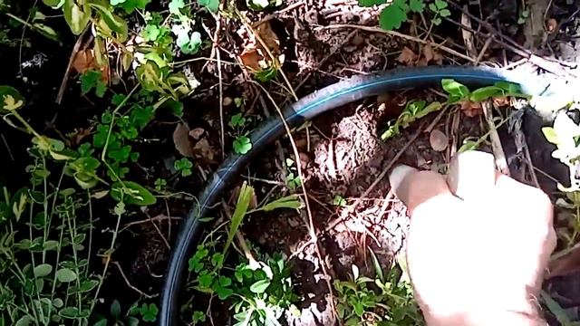 Как разводить бересклет и самшит дядя Ваня садовод смотреть онлайн