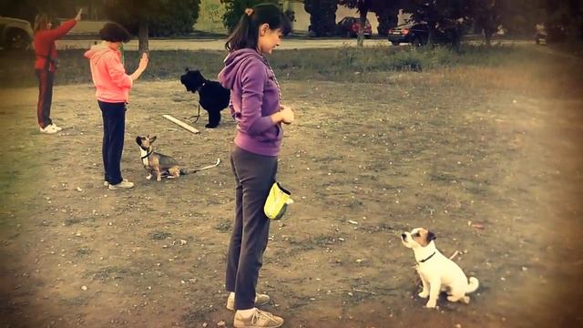 Дрессировка собак _ Идёт подготовка к Осенним Традиционным открытым соревнованиям Город и Собака смотреть онлайн