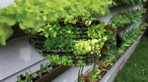 Вертикальные грядки на даче, очень красиво