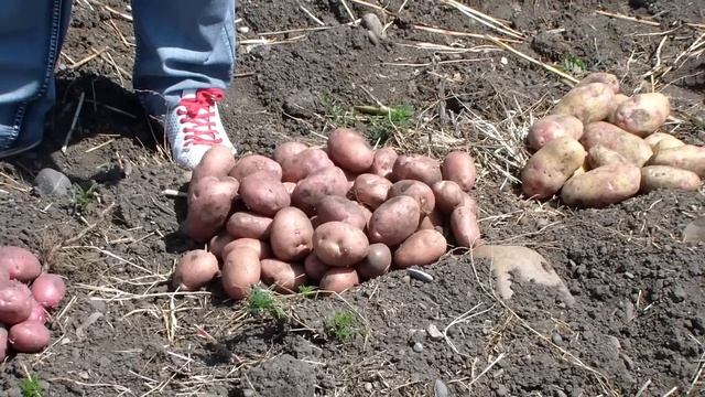 Картофель сорта Роко, Романо, Пикассо