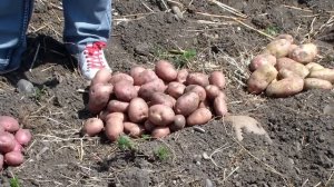 Картофель сорта Роко, Романо, Пикассо