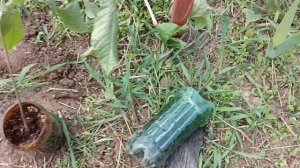 как посадить грецкий орех в открытый грунт саженцем