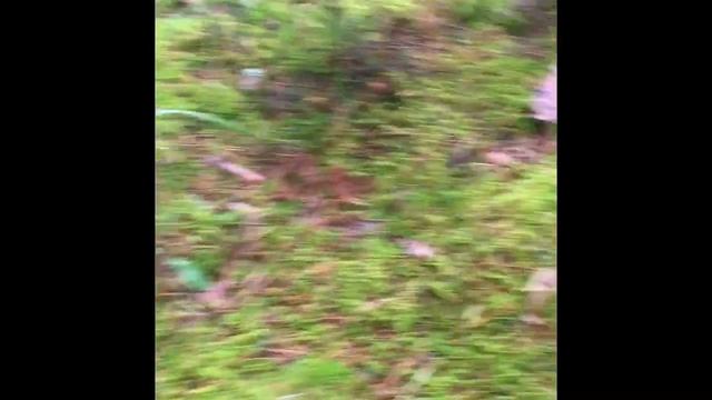 Грибы в Латвии смотреть онлайн