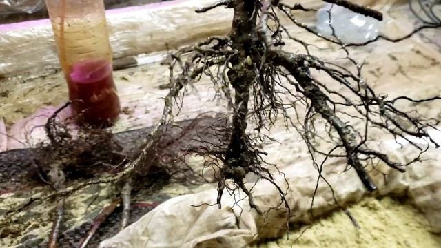 Перезакладка корня малины Маравиллы смотреть онлайн