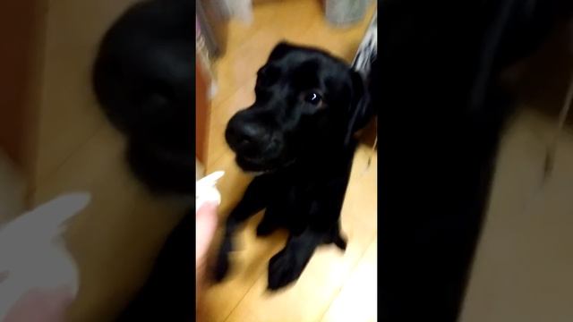 Мороженное и лабрадор