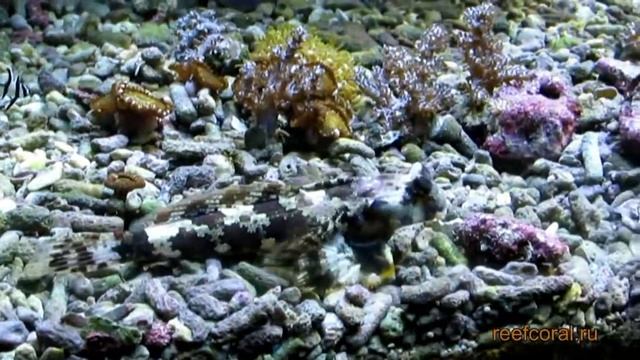 Океанариум в Стокгольме смотреть онлайн