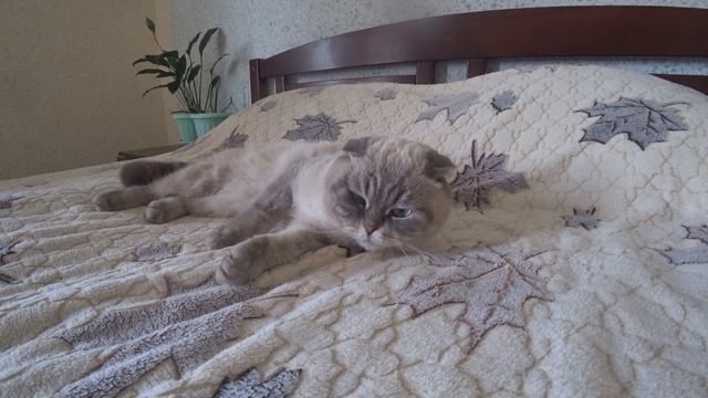 Кевин Фадеев и Лиля замерзли смотреть онлайн