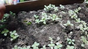 ЛЬВИНЫЙ зев ПРОПАДАЕТ. львиный зев пропадает что делать. видео.