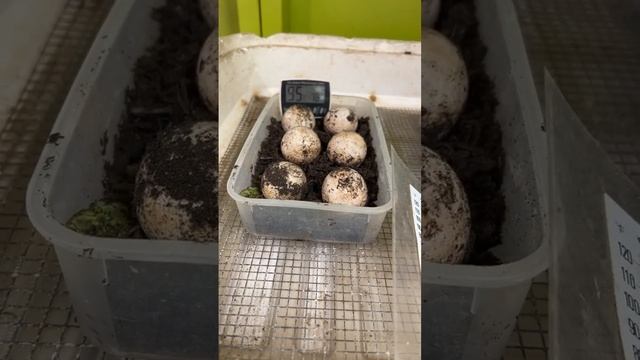 Pancake ? Update & More STREAM’in LIVE!