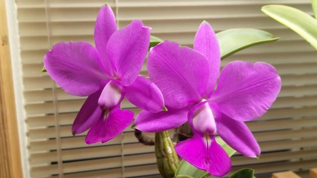 Cattleya walkeriana (4n) in bloom + Some Care Tips смотреть онлайн