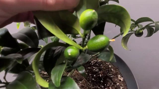 Nagami Kumquat Citrus Tree Newfoundland Canada Growing zone 5a смотреть онлайн