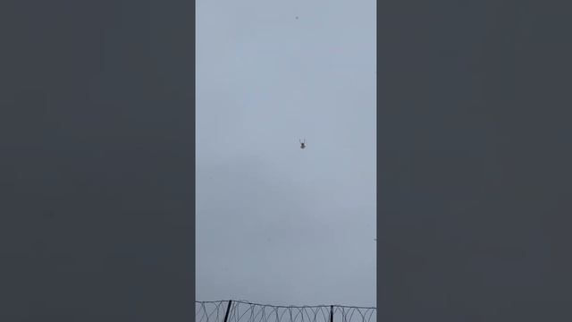 Агасиевские бойные голуби моего друга Артака. смотреть онлайн